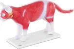 Physa PHY-AM-3 anatomický model kočky s…
