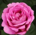 Kordes Roses Parfuma Carmen Würth…