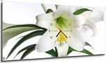 Weblux Obraz 1D 120 x 50 cm Easter Lily