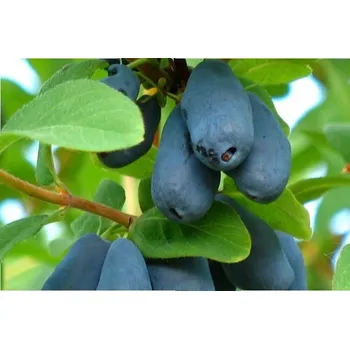 Sazenice Lonicera kamtschatica ´Czelabinka´ Kamčatská borůvka, RP2L, 30–40