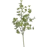 Canea Eukalyptus 48 cm světle zelený