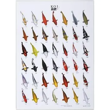 Plakát Plakát KOI č.2 laminovaný A4 21 cm x 29,7 cm