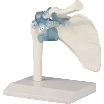 anatomický model Erler-Zimmer 4550 ramenní kloub s vazy