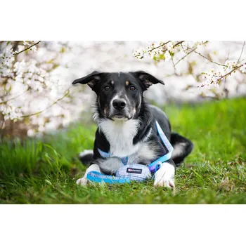 Postroj pro psa Vsepropejska Zandor postroj pro psa s vodítkem | 33 – 57 cm Barva: Modrá, Obvod hrudníku: 33 - 49 cm