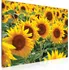 Obraz Malvis Obraz 90 x 60 cm Slunečnice