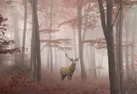Malvis Jelen v podzimním lese 216 x 140…