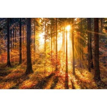 Plakát Plakát, Obraz - Forrest - Sun