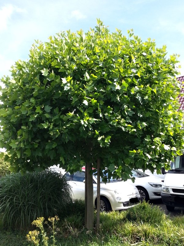Platanus acerifolia 'Alphens Globe' KM120-C7,5L