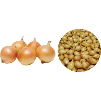 Ozima Cibule Sazecka