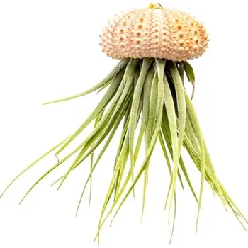 Gardners Medusa Rose s Tillandsií Kathy Tillandsie, kykatka