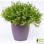 Obal Perla - fialová perleť 30 cm