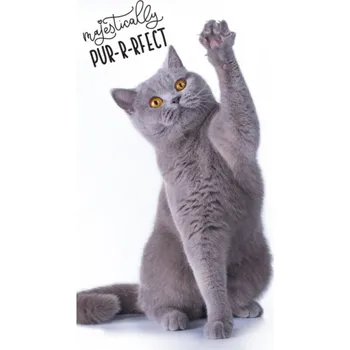 Ručník Carbotex Dětský ručníček Jeho výsost kocourek 30 x 50 cm