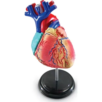 Learning Resources Anatomický model…