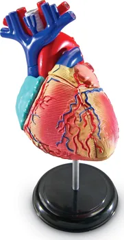 Dětská vědecká sada Learning Resources Anatomický model srdce