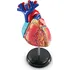 anatomický model Learning Resources Anatomický model srdce
