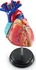 anatomický model Learning Resources Anatomický model srdce