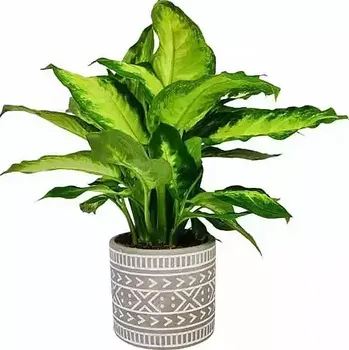 Sazenice Difenbachie, Mramornatka v květináči