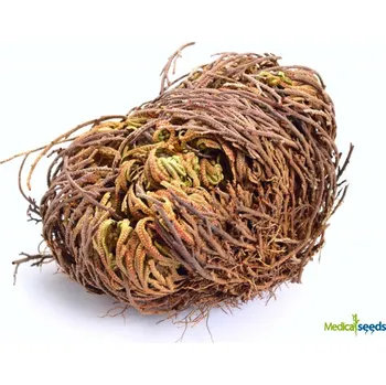 umělá květina Růže z Jericha - celá rostlina 2 ks