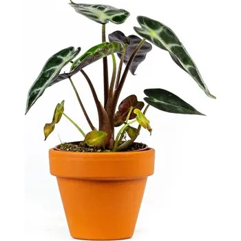 Gardners Alocasia amazonica Polly, průměr 6 cm Alokásie, Alokázie