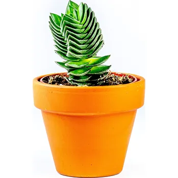 Gardners Crassula buddhas temple, průměr 6 cm Krasule, Tlustice, Strom života