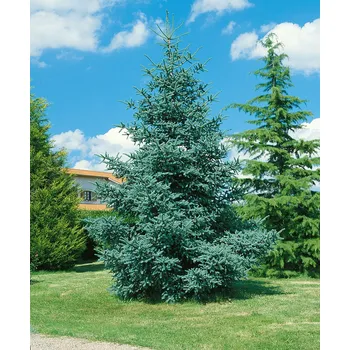 Sazenice Abies pinsapo 'Glauca' C7,5L-v. 20-30 CM