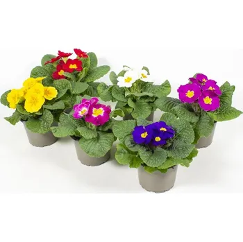 Semeno PRIMULA vulgaris, MIX, P9