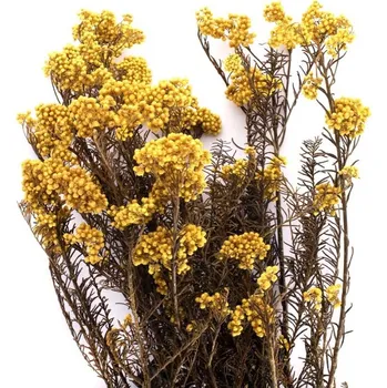 umělá květina Stabilizovaná rostlina Helychrisium Diosmi - Rice flower Yellow 30-60 cm
