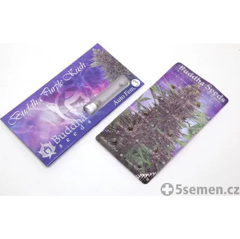 Pěstitelství Purple Kush Auto fem. (balení 50)