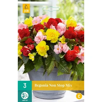 Cibulovina Begónie Non Stop Mix 3 cibulí