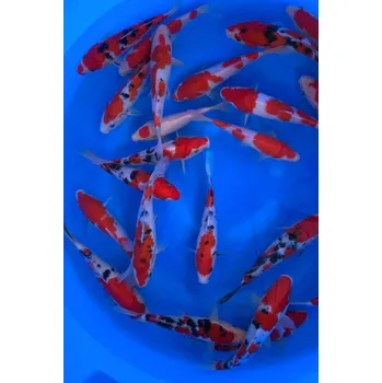 Krmivo pro rybičky HQ Kohaku ... JK 23MRS920