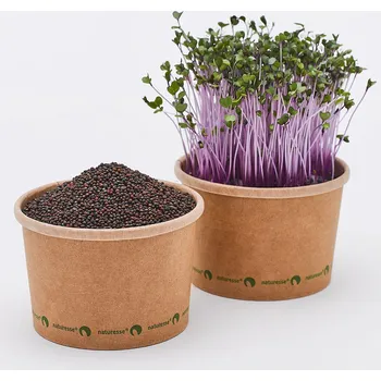 Fóliovník Tiny Greens Červený kedluben Grape - BIO semínka na klíčení a microgreens Množství: 50g