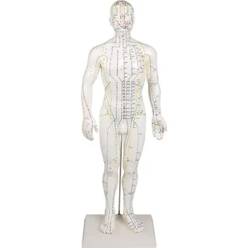 Erler Zimmer Akupunkturní model muže