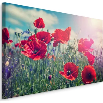Plátno Vlčí Máky Na Slunci II. Varianta: 30x20