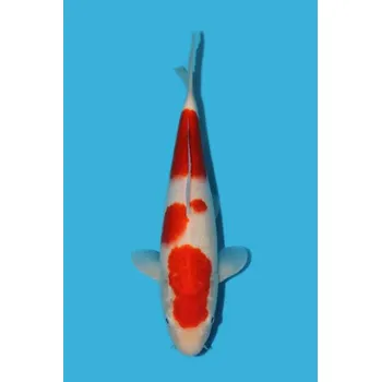 Krmivo pro rybičky HQ Kohaku ... JK 2023023