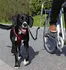 Vodítko pro psa Trixie De Luxe vodící set na kolo S/M černý/stříbrný