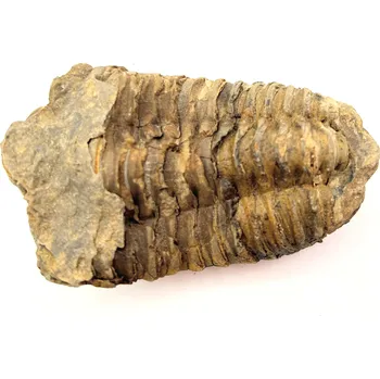 Magieprirody.cz Fosilie Trilobit Calymene Flexicalymene 85 mm #216