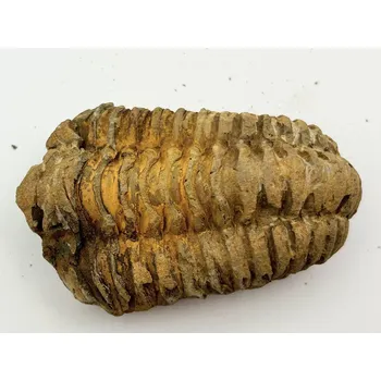 Magieprirody.cz Fosilie Trilobit Calymene Flexicalymene 75 mm #271