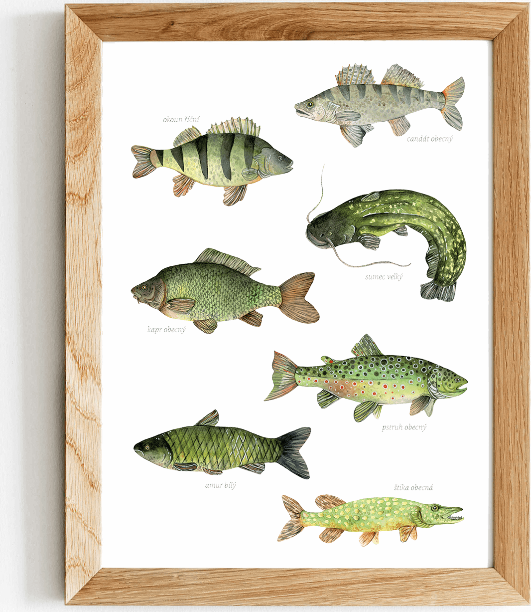 ePiPí Plakát - Ryby Rozměr: A3
