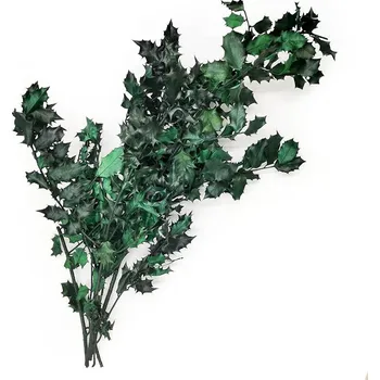 mech-mech.cz Stabilizovaná Cesmína - (Ilex) - zelená