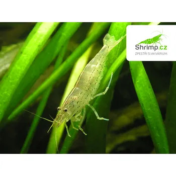 Chovatelství Kreveta Amano S 30 ks - Caridina Japonica