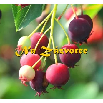 Sazenice Muchovník 'Princess Diana' Keřový (Amelanchier 'Princess Diana') Indiánská borůvka P9