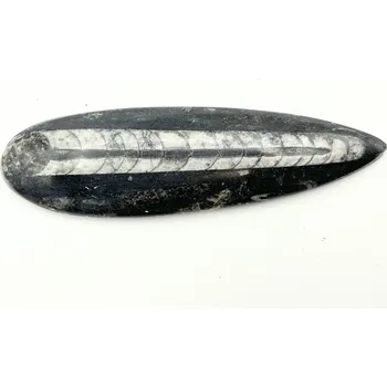 Sběratelství Magieprirody.cz Fosilie Orthoceras 180 mm (Maroko) #K708