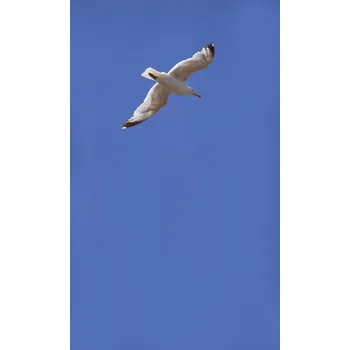 Fototapeta Vliesová fototapeta modrá obloha a létající racek, rozměr 159 x 265 cm / vliesové fototapety na zeď Magic Walls 364736 Rasch