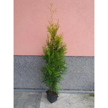 Thuje Brabant Pestovani () Thuje Brabant Pestovani