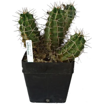 Sazenice Echinocereus coptogonus