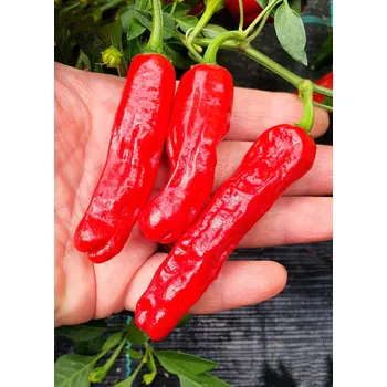 Semeno CHILLIMAT Semínka chilli Shishito 10 ks 5-15 000 SHU