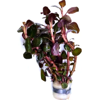 Akvarijní rostlina Lobelia cardinalis mini - svazek