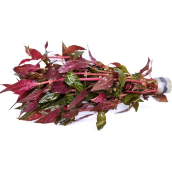 Akvarijní rostlina Alternanthera reineckii Rosanervig - svazek