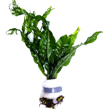 Akvarijní rostlina Microsorum pteropus Windelov - svazek