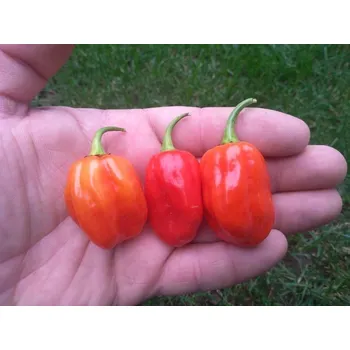 Semeno chilli-semena Habanero Vietnam